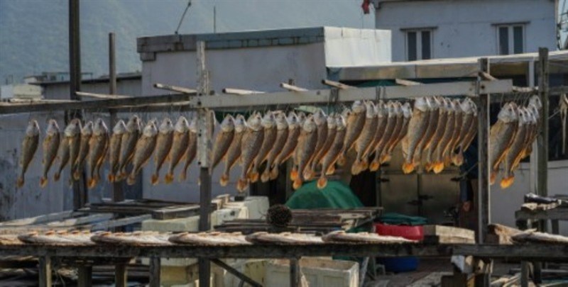 153 large fish - May 25