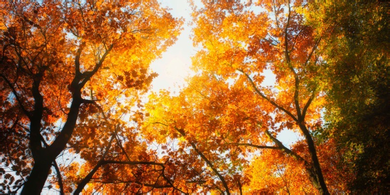 Autumn trees